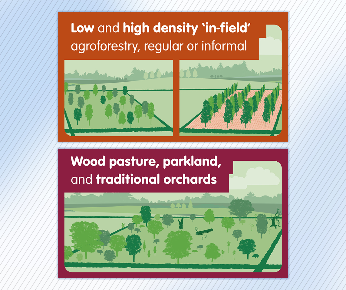 Forestry Commission Agroforestry leaflet illustrations